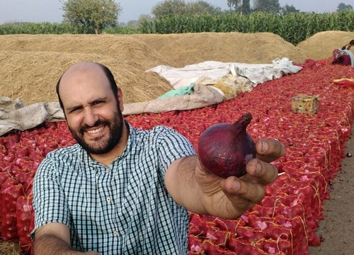 Fresh Egyptian onions gallery